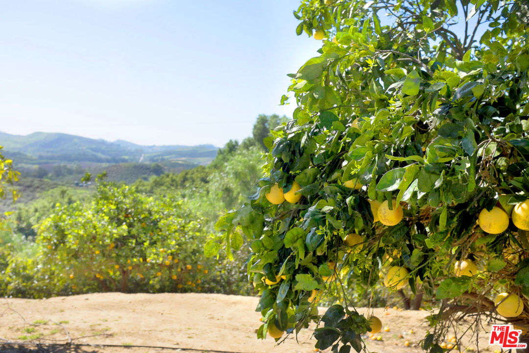 8018 Balcom Canyon Road Somis, CA 93066 - Photo 35 of 36 a view of a large tree