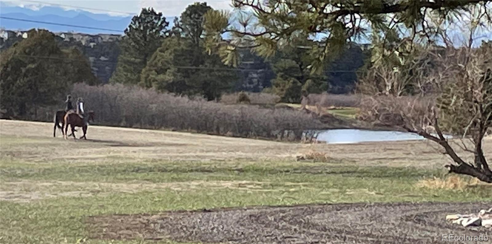 727 East Rim Road Franktown, CO 80116 - Photo 11 of 40 a view of a yard with a tree