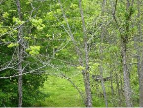 0 Marshall Road Kyles Ford, TN 37765 - Photo 5 of 8 Photo 5