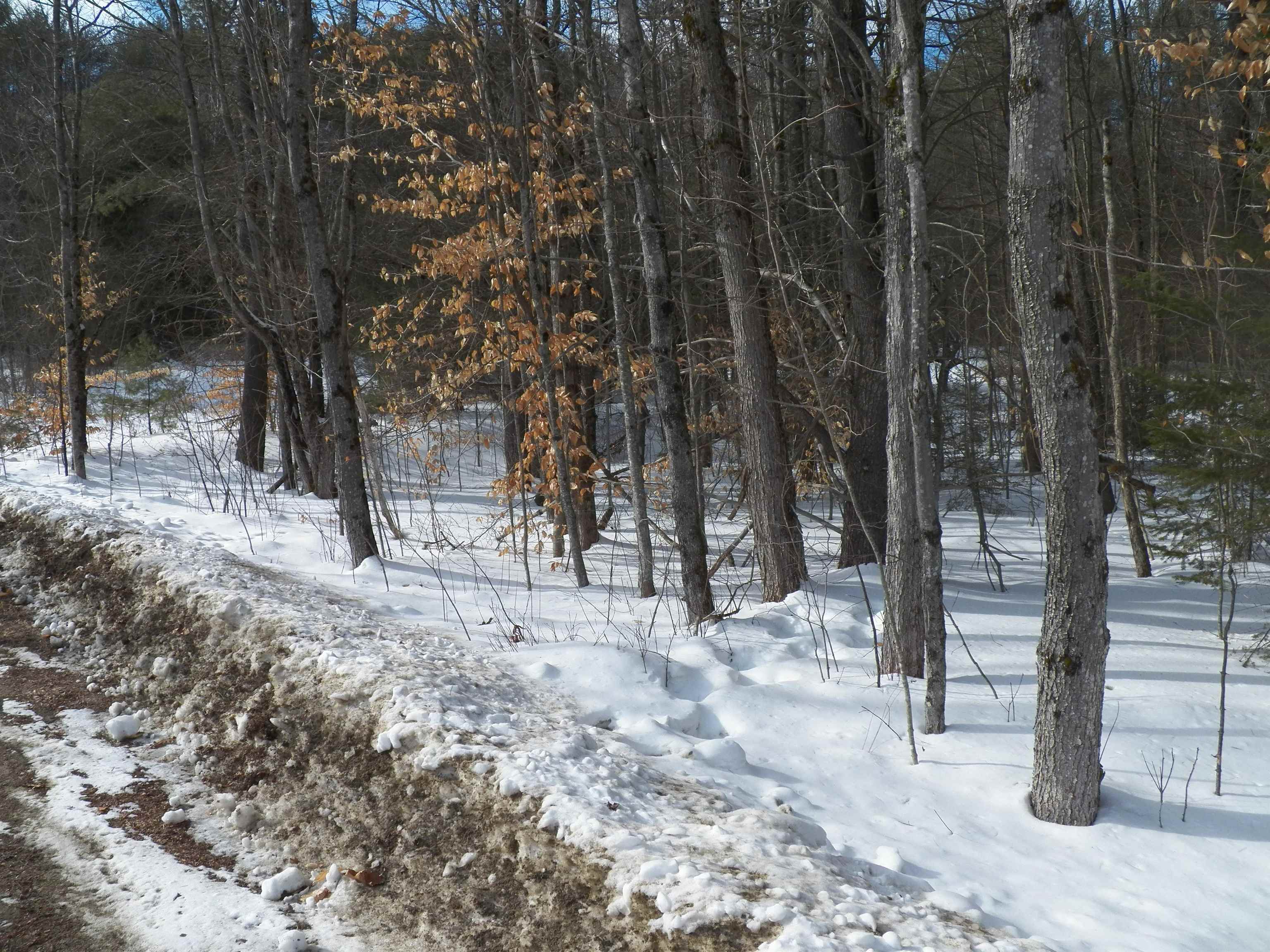 Lot 2 Sheldon Road Danbury, NH 03230 - Photo 6 of 14