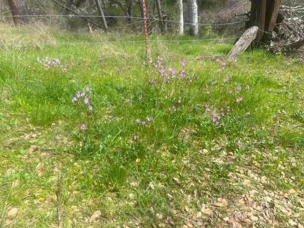 a garden view