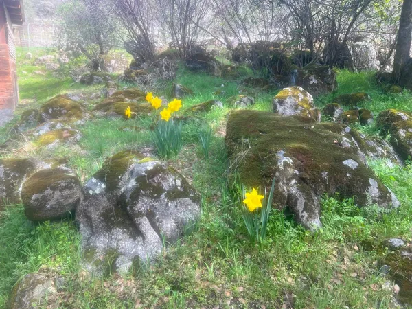 a view of a garden