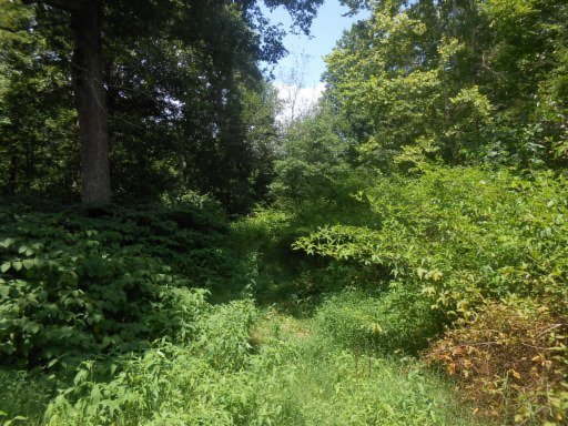 282 Cedar Grove Road Loudon, TN 37774 - Photo 6 of 6 Additional Photo