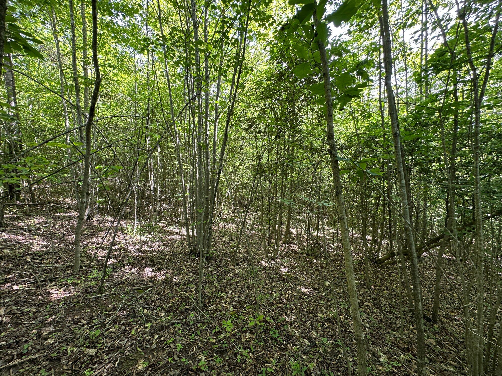 1802 River Road Williamsburg, KY 40769 - Photo 21 of 59 Woods