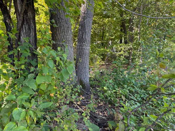 $77,000 | 44015 100th Avenue, Holdingford, MN 56340