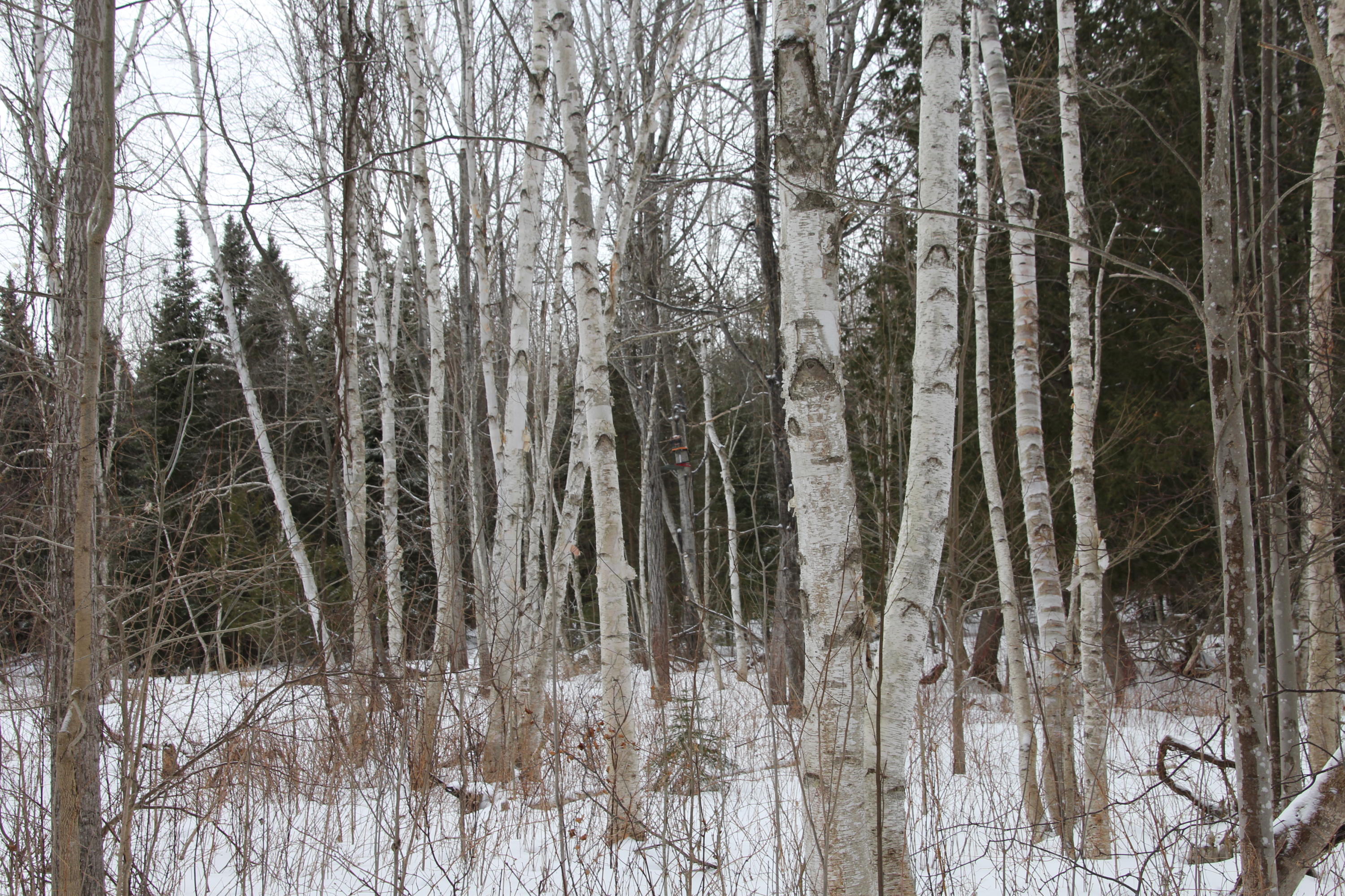 40-acres Tolan Road Spruce, MI 48762 - Photo 45 of 95 Gallery Image 45