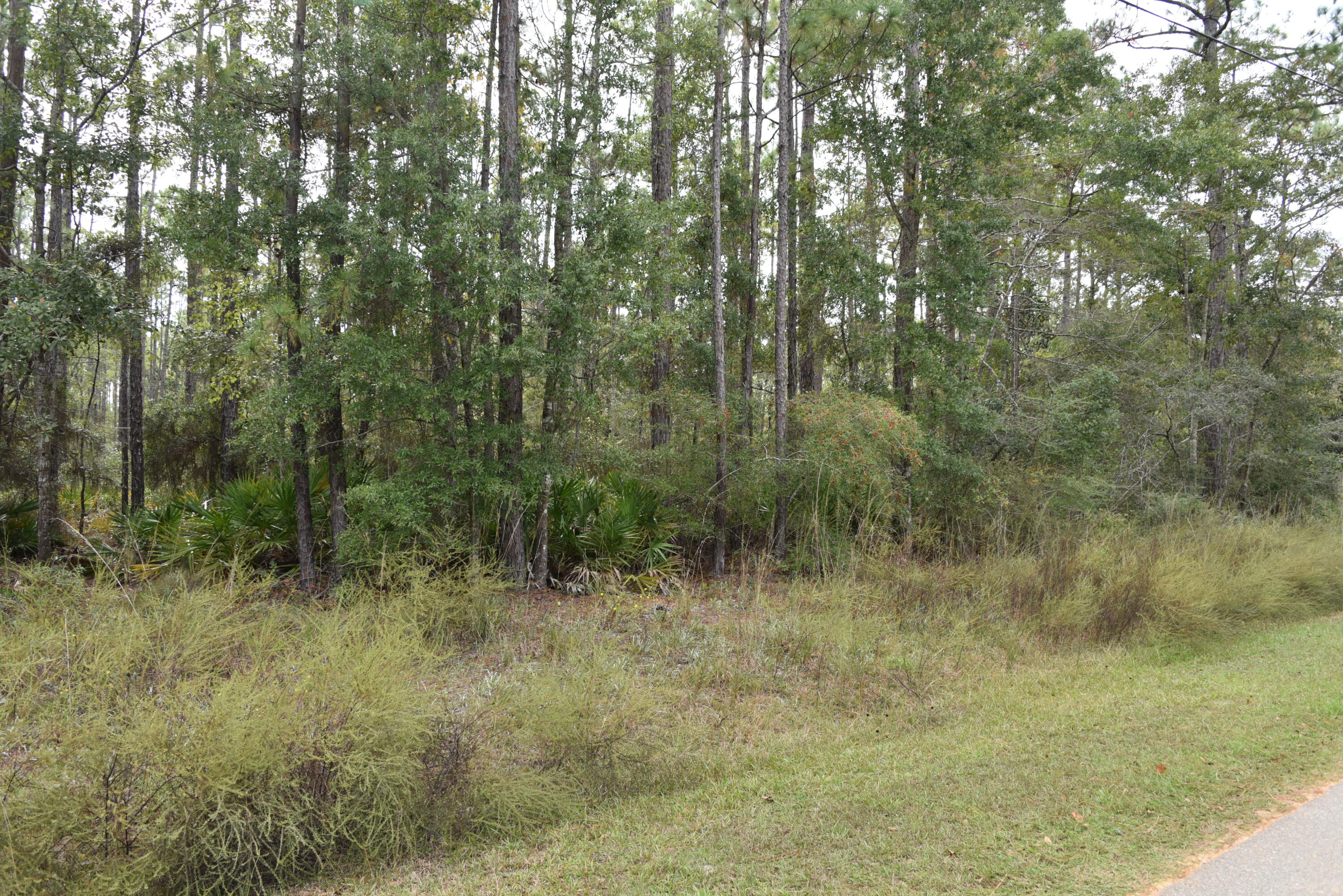 Tbd Mallet Bayou Road Freeport, FL 32439 - Photo 30 of 31 a view of a forest with trees in the background