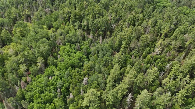 $179,000 | 40 North Rollick Creek, Crane Lake, MN 55725