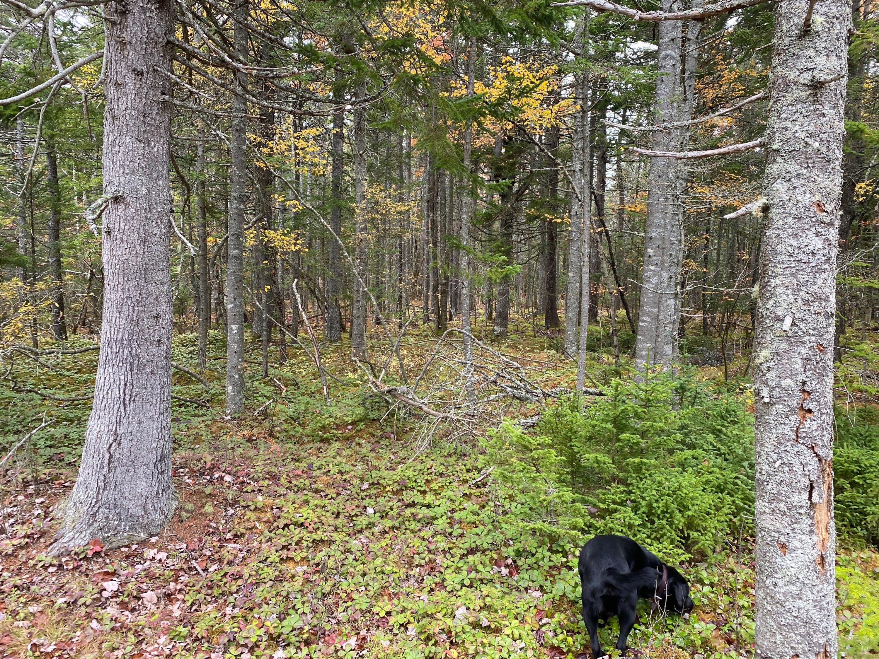Lot 94 Maker's Point Road Jonesport, ME 04649 - Photo 3 of 12 Photo Oct 21, 11 23 23 AM