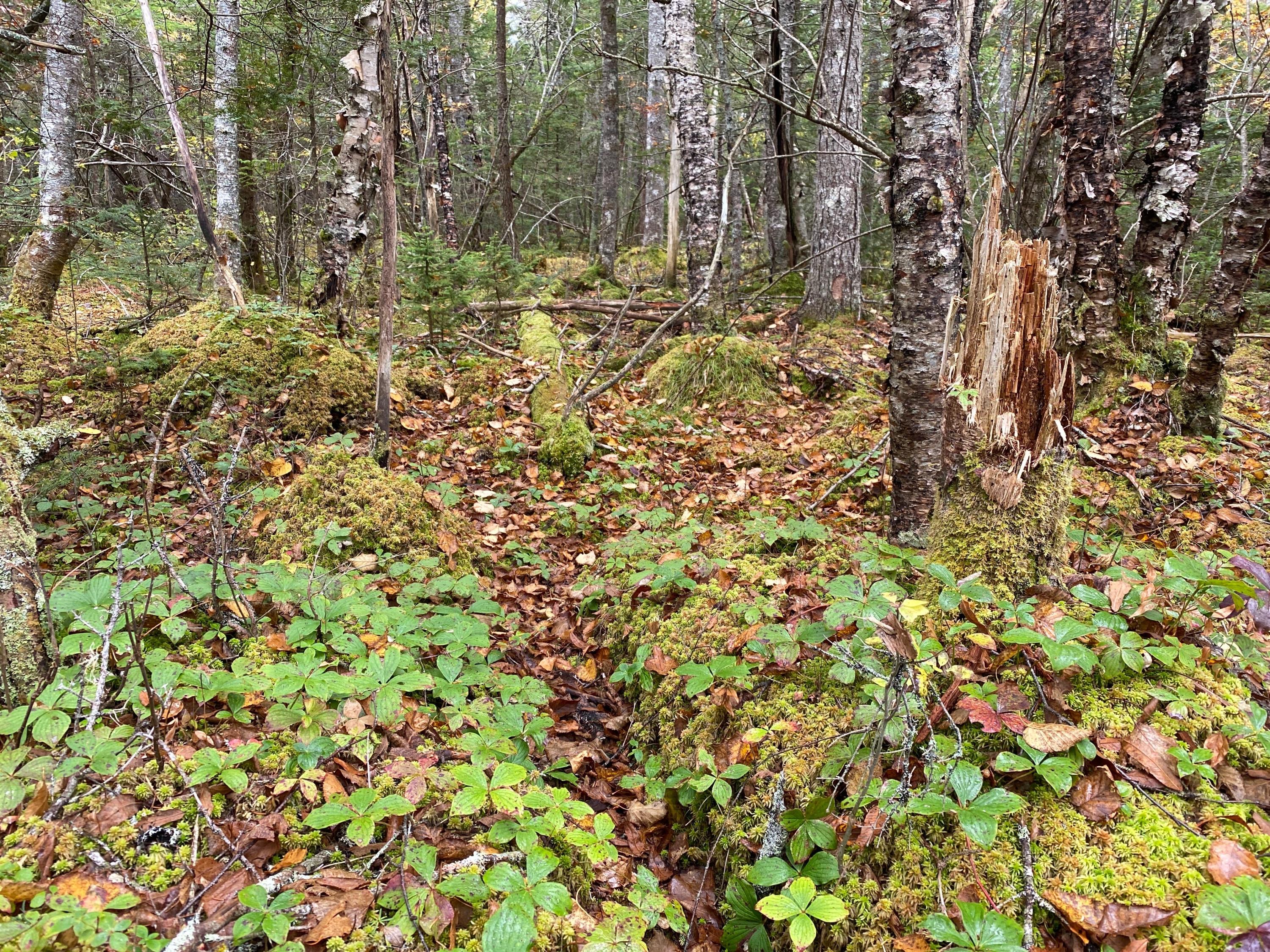 Lot 94 Maker's Point Road Jonesport, ME 04649 - Photo 4 of 12 Photo Oct 21, 11 27 27 AM