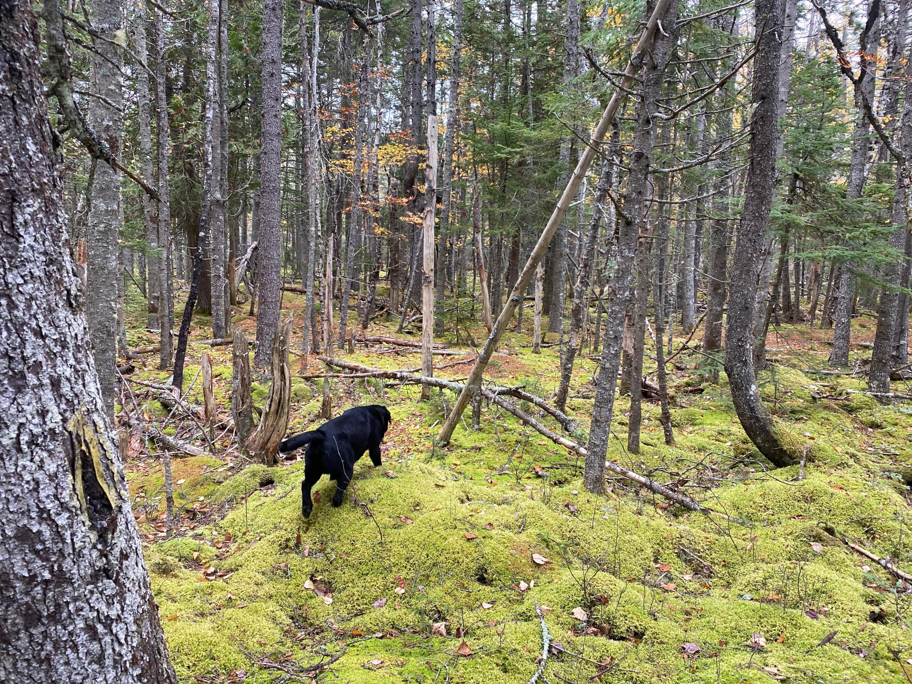 Lot 94 Maker's Point Road Jonesport, ME 04649 - Photo 7 of 12 Photo Oct 21, 12 12 40 PM