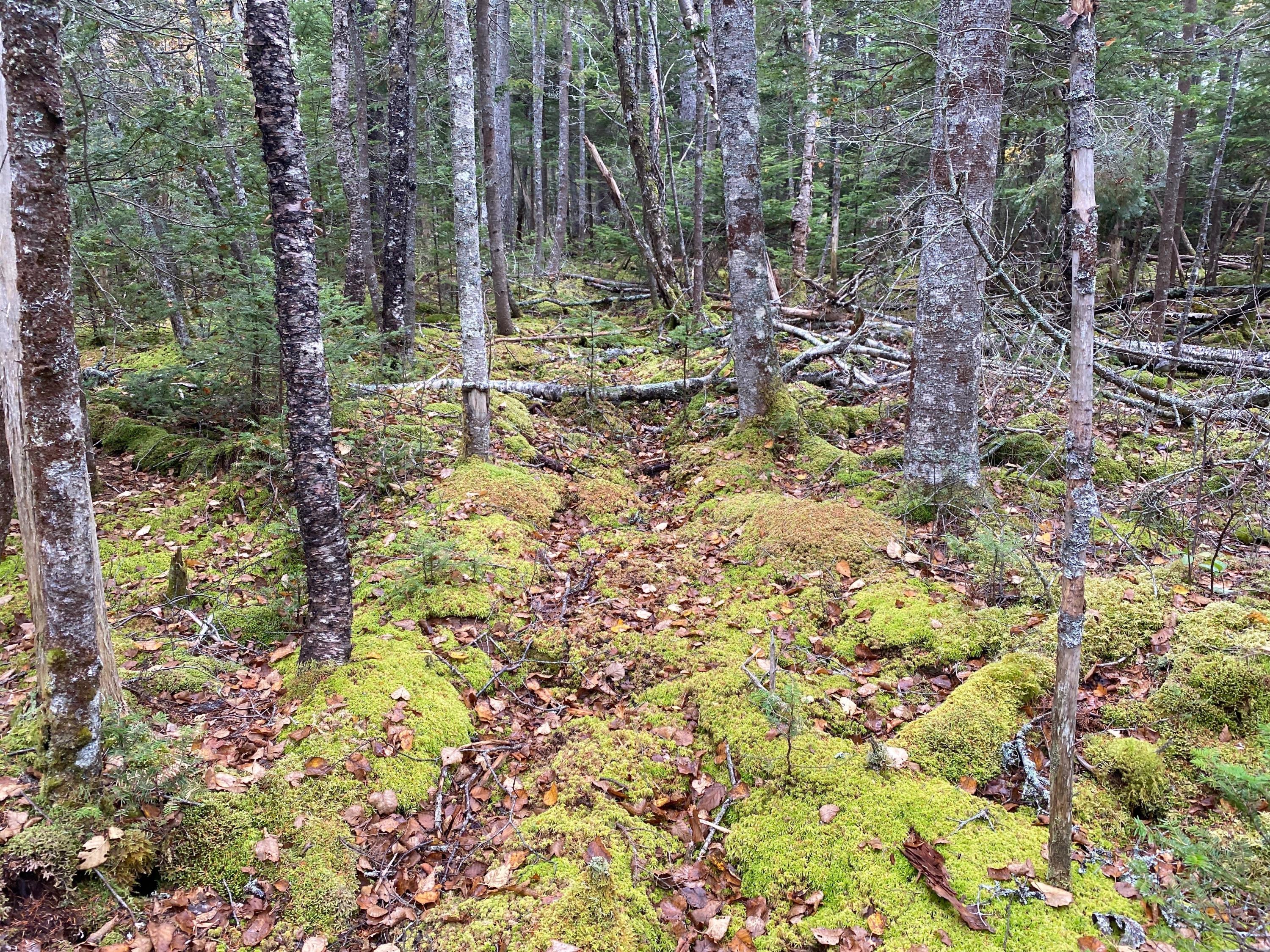 Lot 94 Maker's Point Road Jonesport, ME 04649 - Photo 8 of 12 Photo Oct 21, 12 14 18 PM