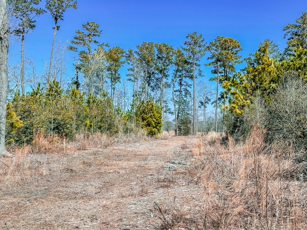 76.19-ac Saxis Road Temperanceville, VA 23442 - Photo 21 of 37