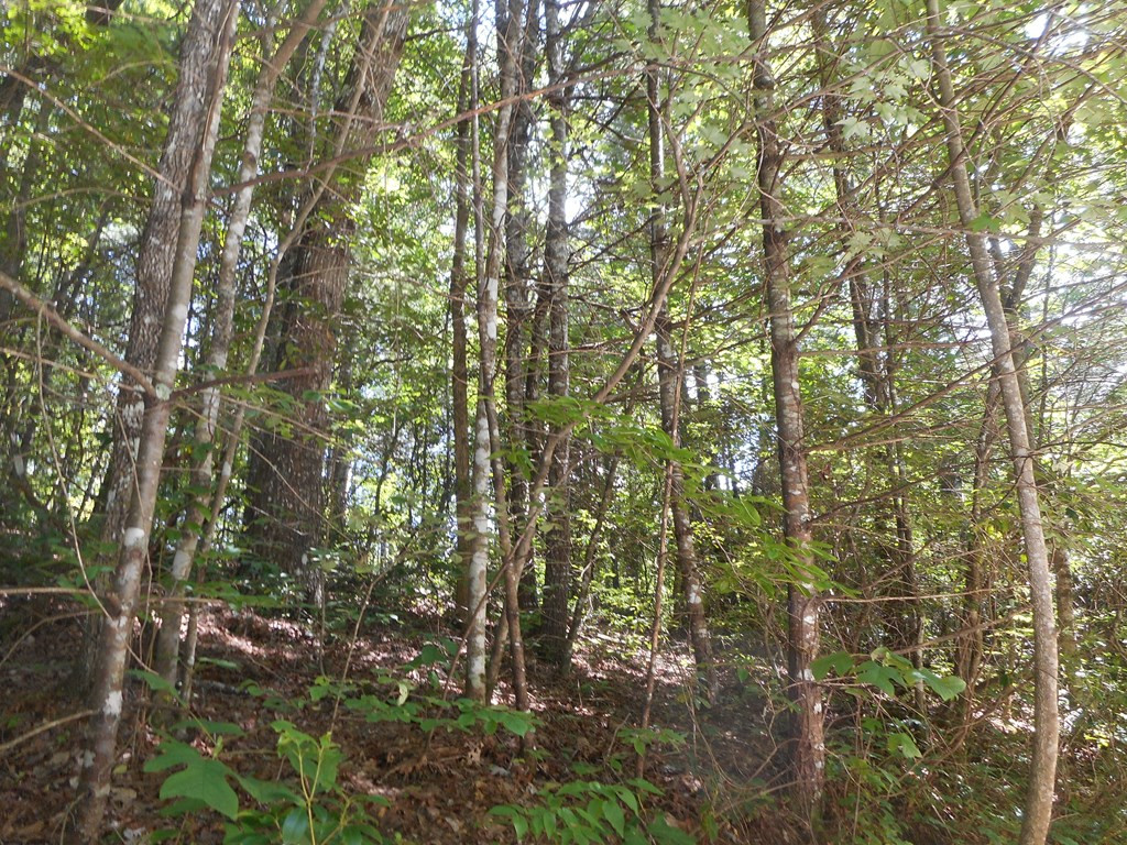 L7 Springwood Lake Road Robbinsville, NC 28771 - Photo 4 of 4