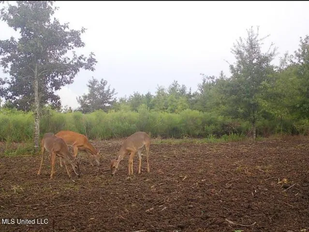 $346,000 | 1195 Highway 570, Waterproof, LA 71375