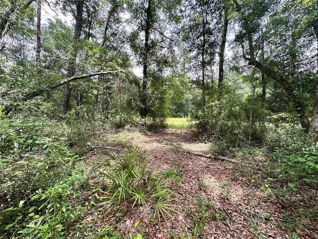 349 North County Road O'Brien, FL 32071 - Photo 4 of 13