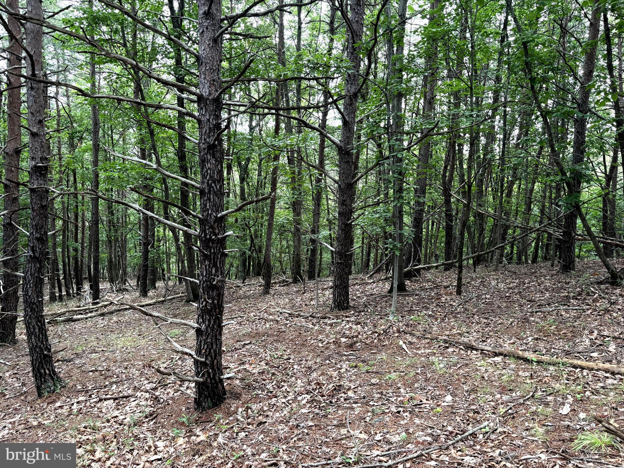Lot 126 Bluffs Blue Beach Road Springfield, WV 26763 - Photo 8 of 20