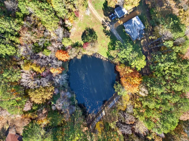 a view of a tree in a garden