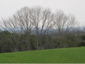 422 Tunnell Road Greeneville, TN 37743 - Photo 21 of 24 Photo 21