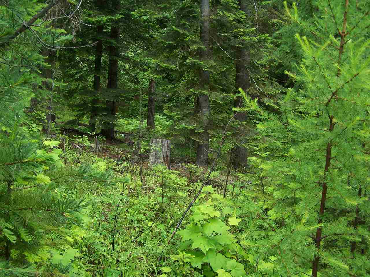 L16 Leclerc Road Cusick, WA 99119 - Photo 2 of 14