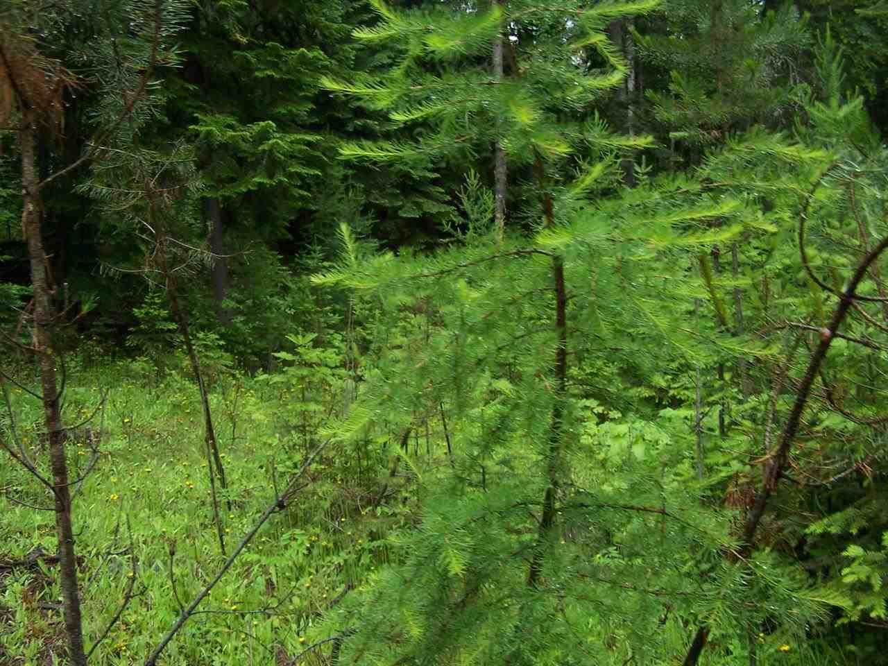 L16 Leclerc Road Cusick, WA 99119 - Photo 10 of 14