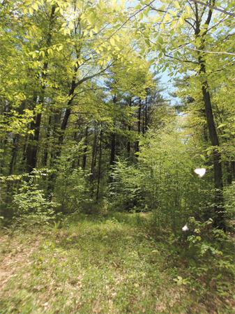 137 B Packardville Road Pelham, MA 01002 - Photo 6 of 10