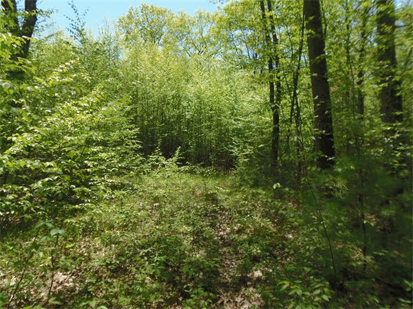 137 B Packardville Road Pelham, MA 01002 - Photo 7 of 10