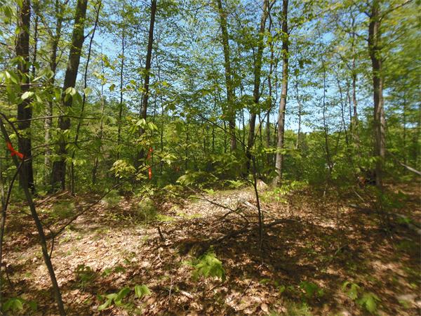 137 B Packardville Road Pelham, MA 01002 - Photo 9 of 10