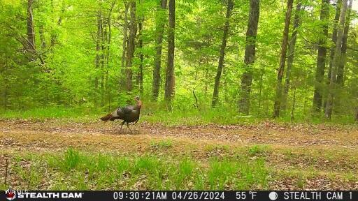 4045 South Mohawk Road Midway, TN 37809 - Photo 17 of 69 _Pic17 (4)
