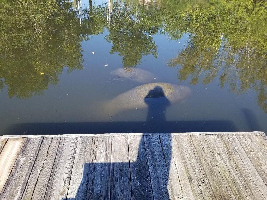 3139 Southeast Indian Street, Unit 7 Stuart, FL 34997 - Photo 17 of 18 Visit from our manatees daily