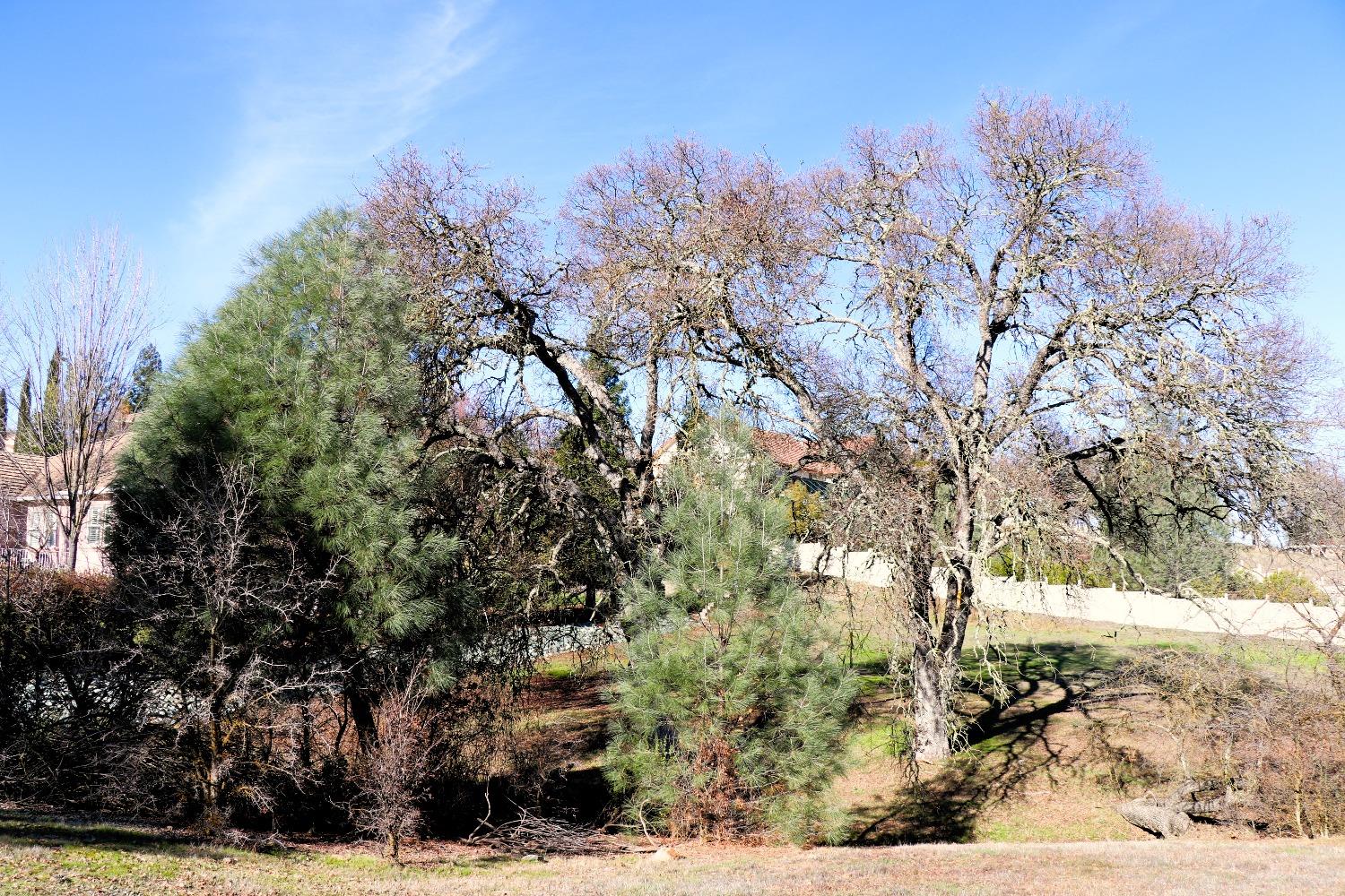 337 St Andrews Road Valley Springs, CA 95252 - Photo 30 of 47 a view of a yard with trees
