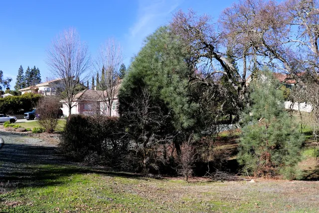 a view of large trees with yard