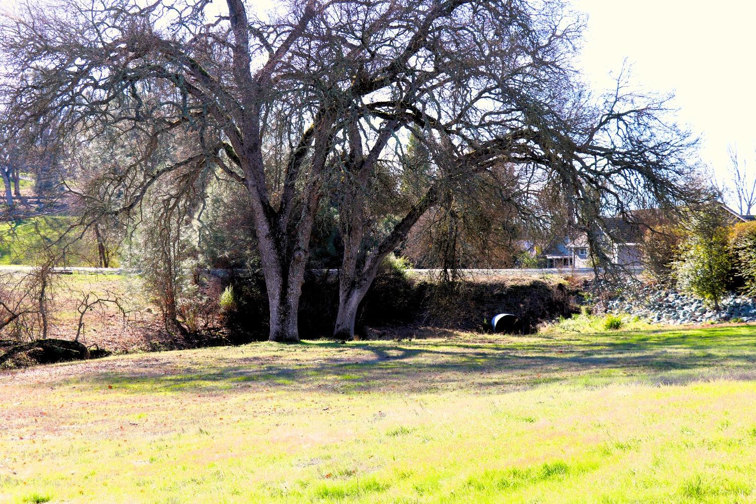 337 St Andrews Road Valley Springs, CA 95252 - Photo 33 of 47 a view of a swimming pool with an trees