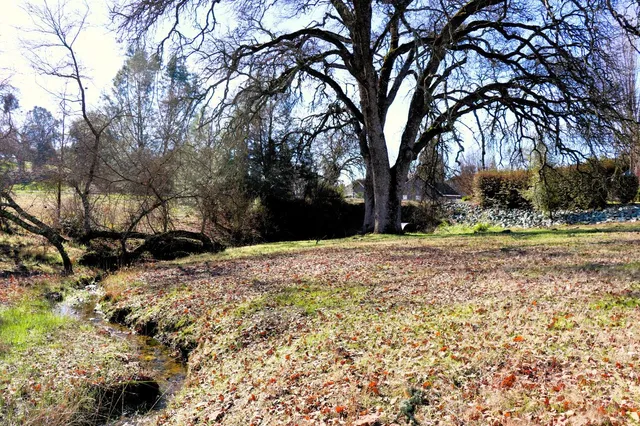 a view of yard with large trees