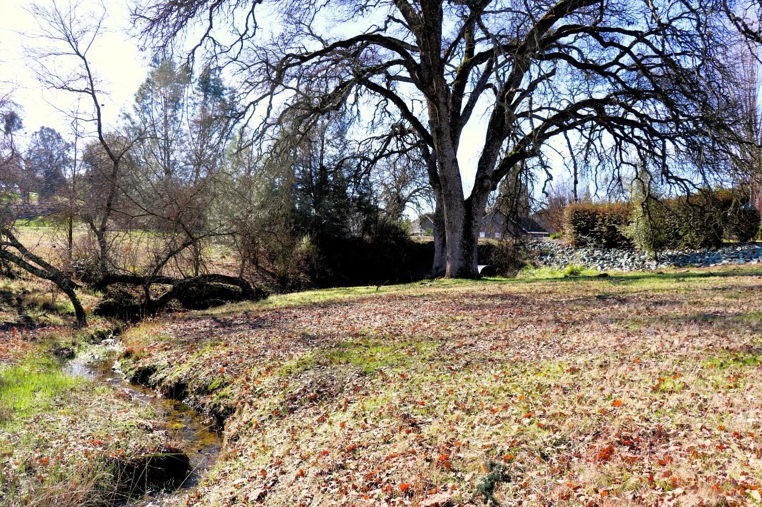 337 St Andrews Road Valley Springs, CA 95252 - Photo 35 of 47 a view of outdoor space with trees