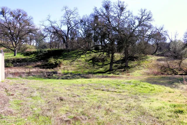 a view of a yard with a tree