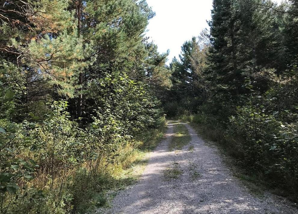 1570 Ryno Road Luzerne, MI 48636 - Photo 4 of 55 1