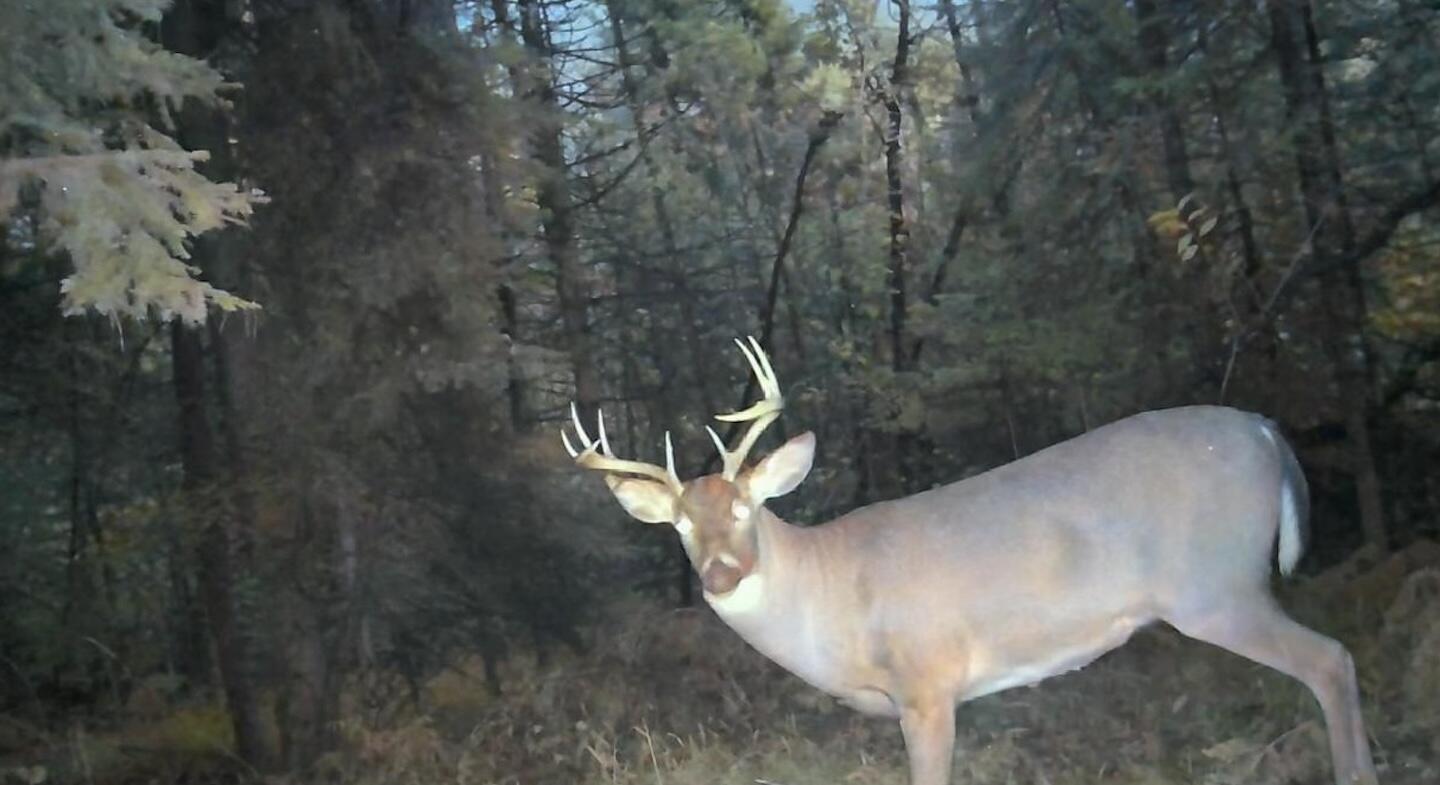 1570 Ryno Road Luzerne, MI 48636 - Photo 42 of 55 34