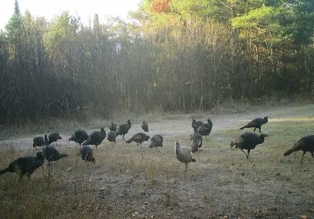 $274,900 | 1570 Ryno Road, Luzerne, MI 48636