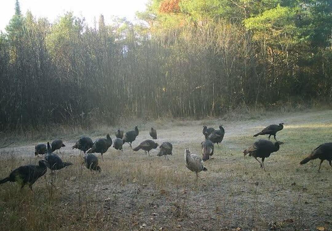 1570 Ryno Road Luzerne, MI 48636 - Photo 43 of 55 35.