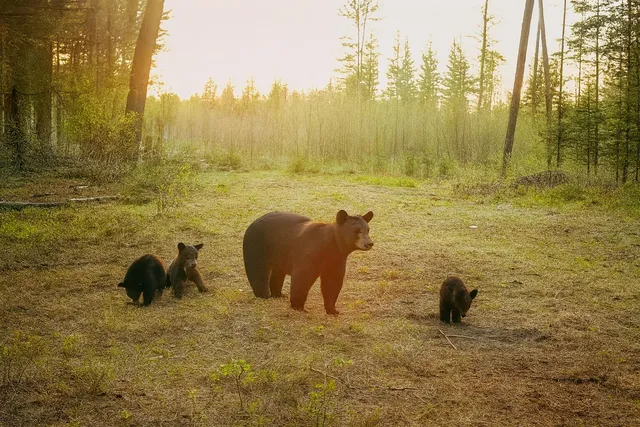 $274,900 | 1570 Ryno Road, Luzerne, MI 48636