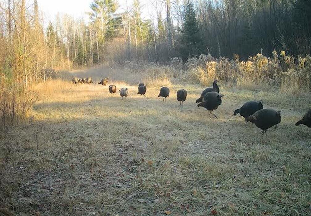 1570 Ryno Road Luzerne, MI 48636 - Photo 55 of 55 33.