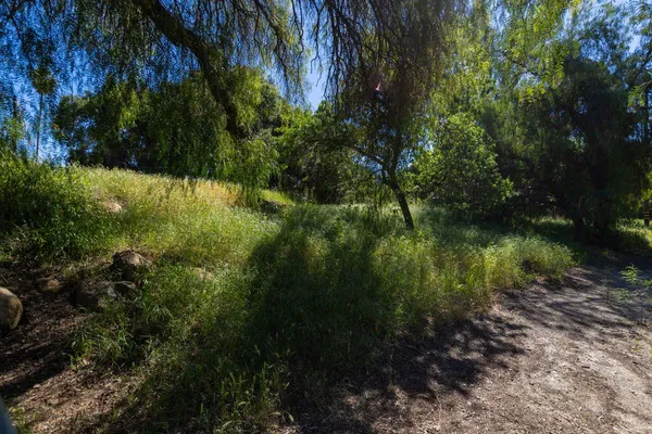 a view of a yard