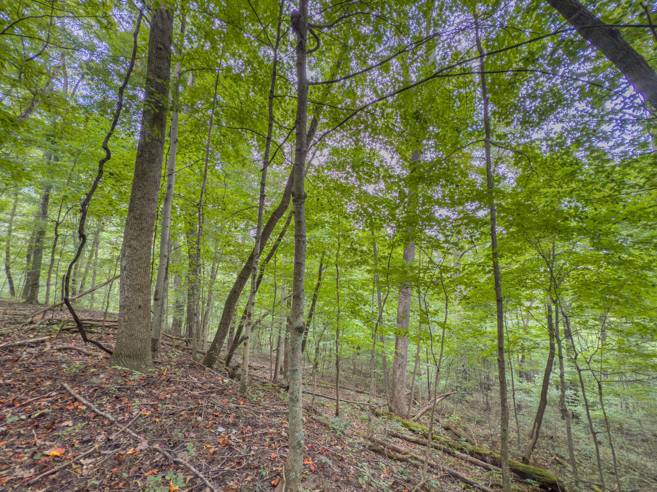 30574 Strawn Road Logan, OH 43138 - Photo 78 of 92 IMG_0529