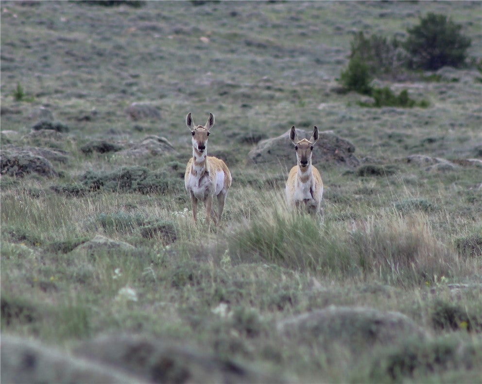 Tbd Tbd Ranger Way Red Lodge, MT 59068 - Photo 26 of 37 Gallery Image 26