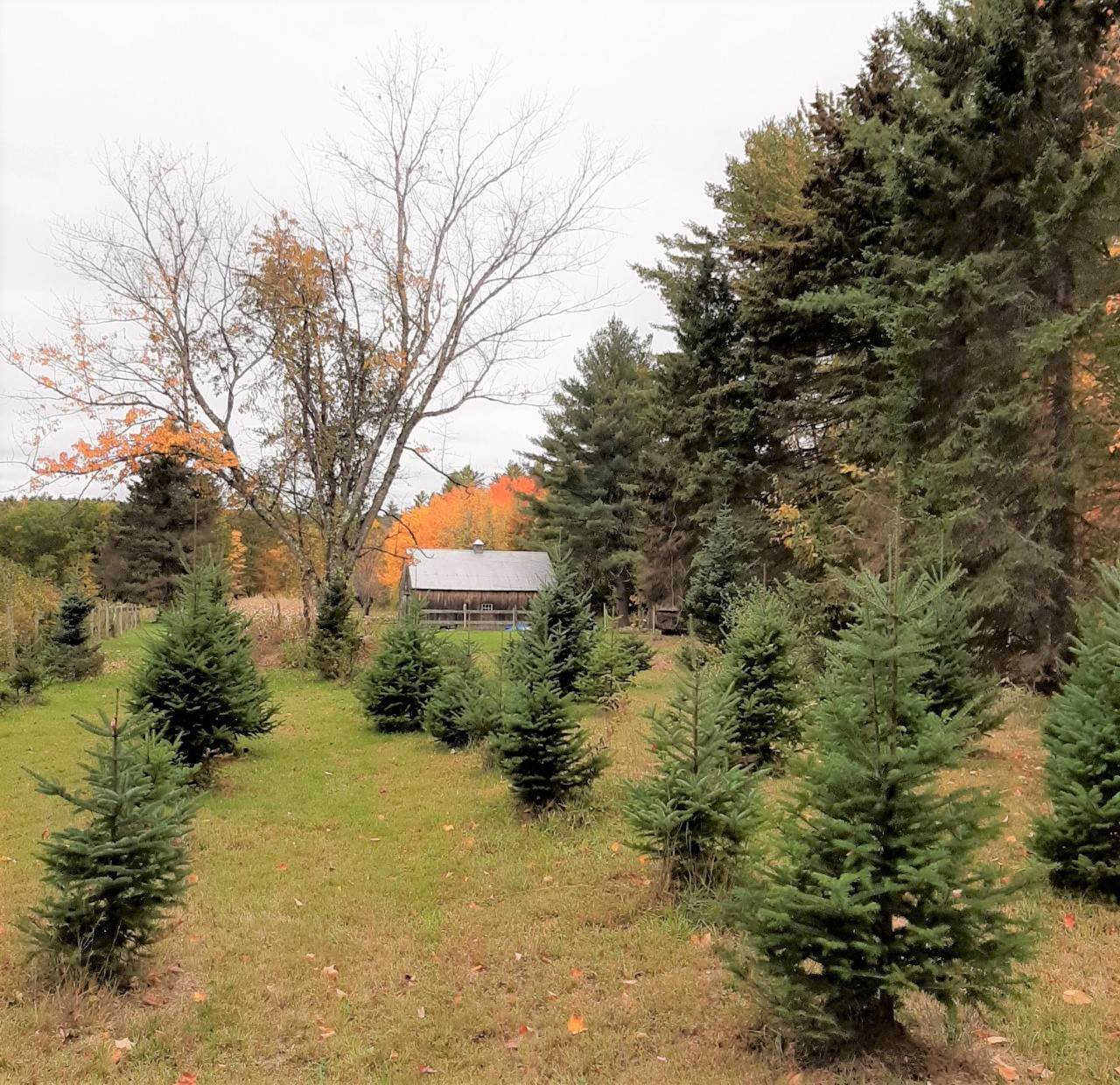 36 Winnepocket Road Webster, NH 03303 - Photo 23 of 28 Gallery Image 23