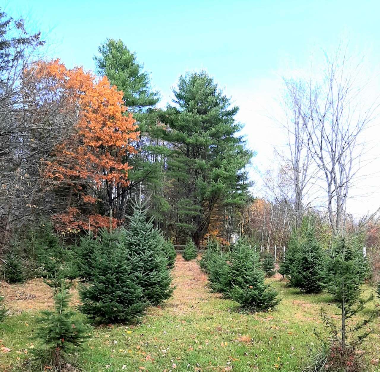 36 Winnepocket Road Webster, NH 03303 - Photo 24 of 28 Gallery Image 24