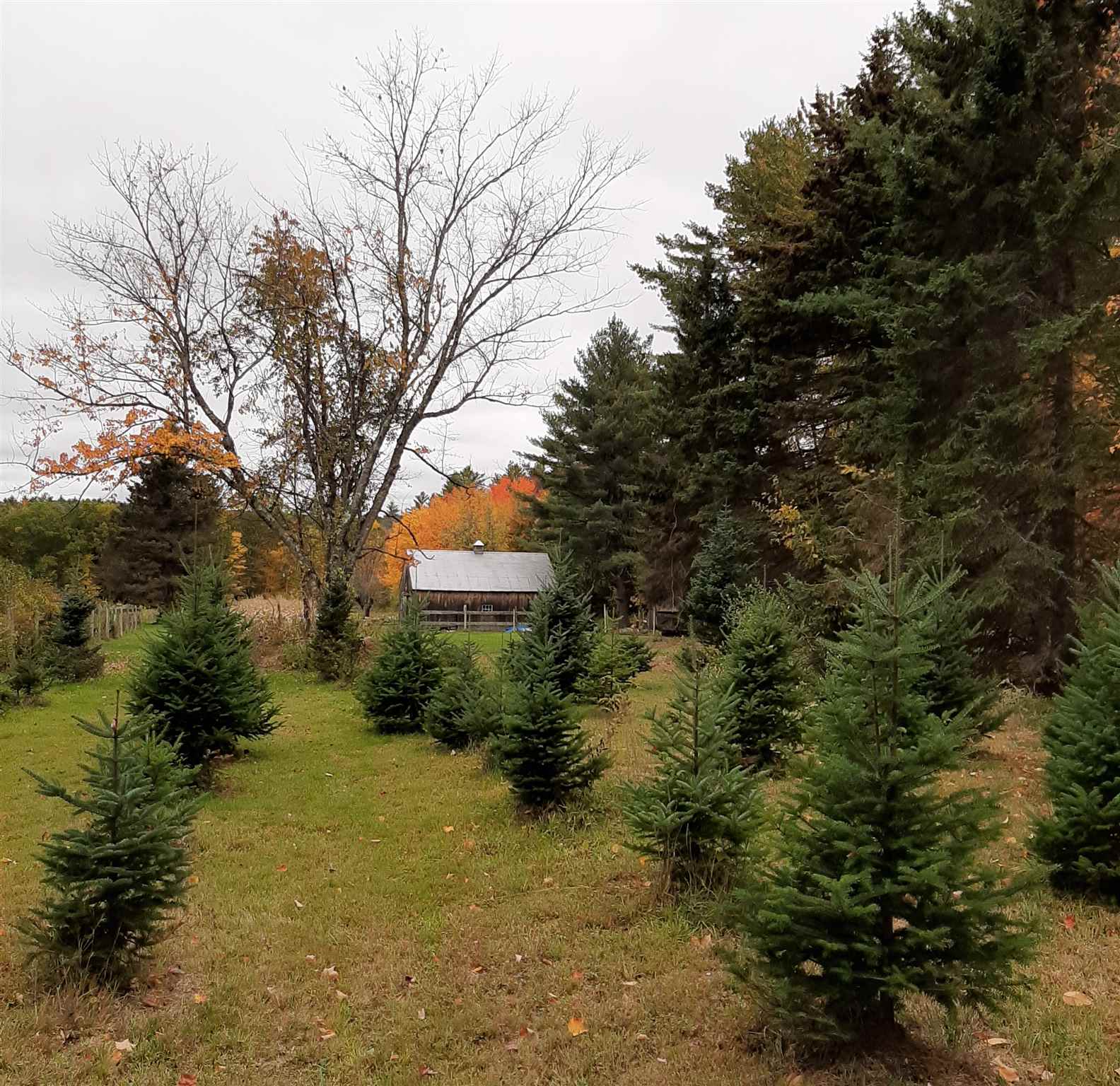36 Winnepocket Road Webster, NH 03303 - Photo 28 of 28 Gallery Image 28