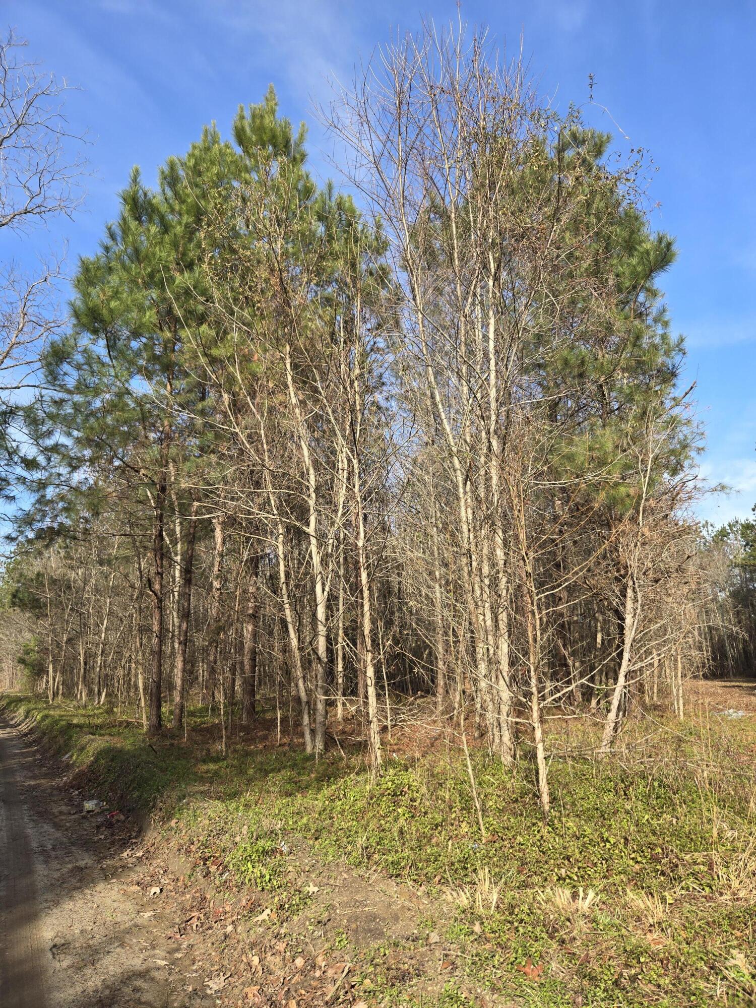 0 Whitestone Drive Reevesville, SC 29471 - Photo 3 of 3 1000004191