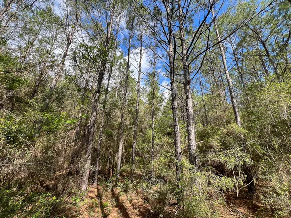 $270,000 | 2 Cr 4280 Woodville Tx 75979, Woodville, TX 75979